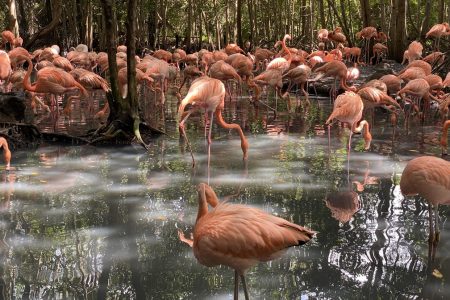 Ecoplan (Mambo + Aviary)